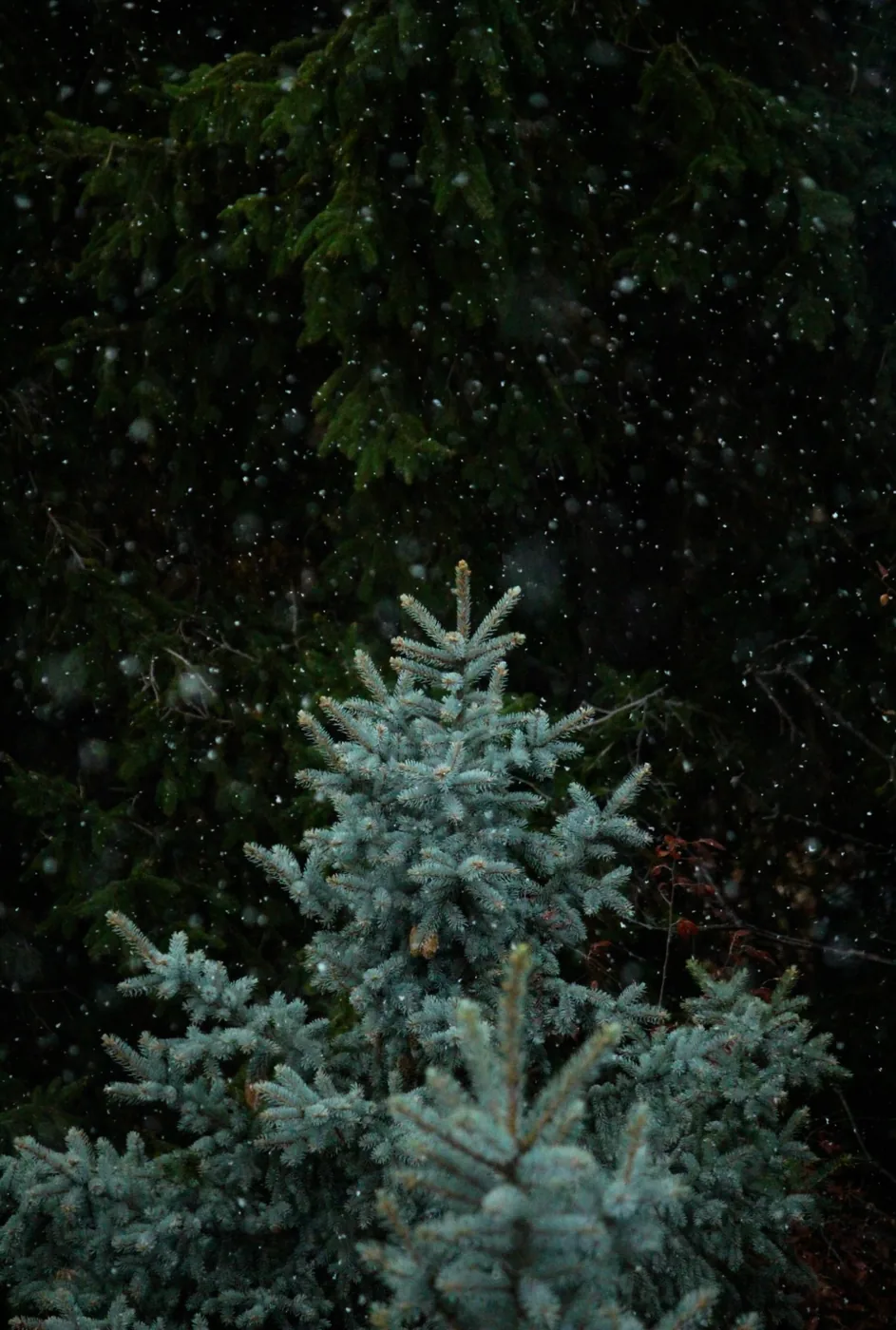 North Hall Tree