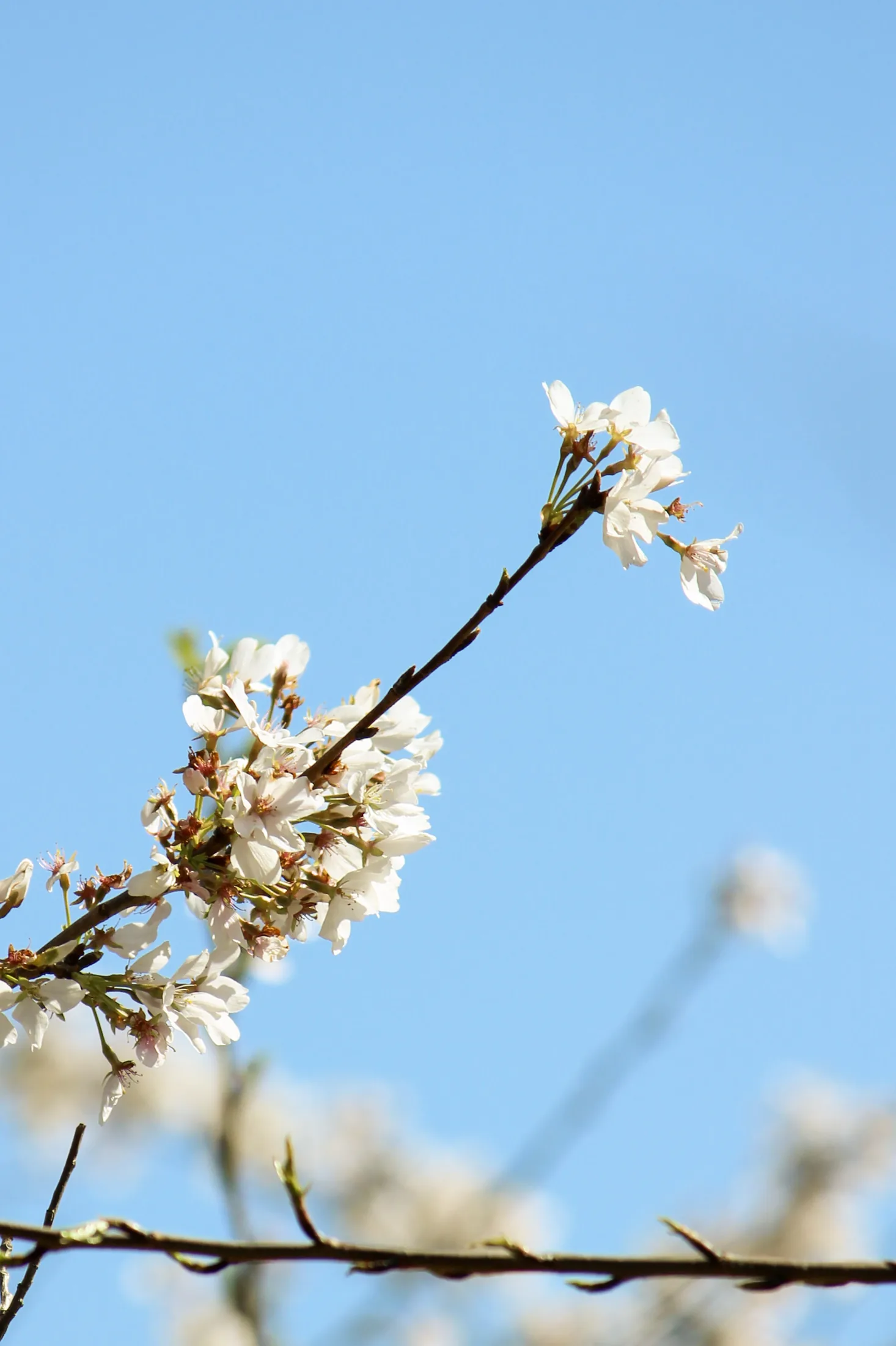 Cherry Blossoms
