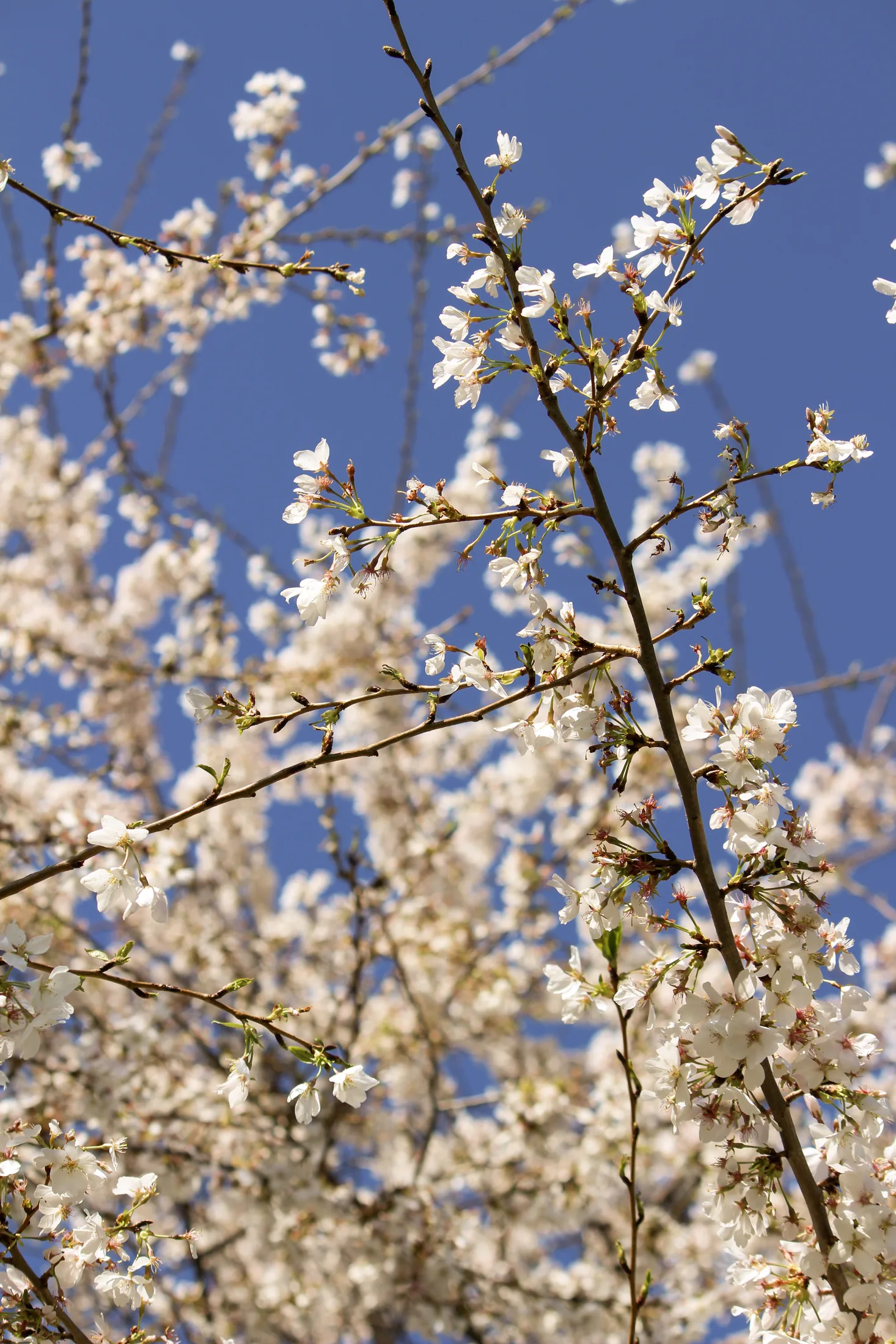 Cherry Blossoms