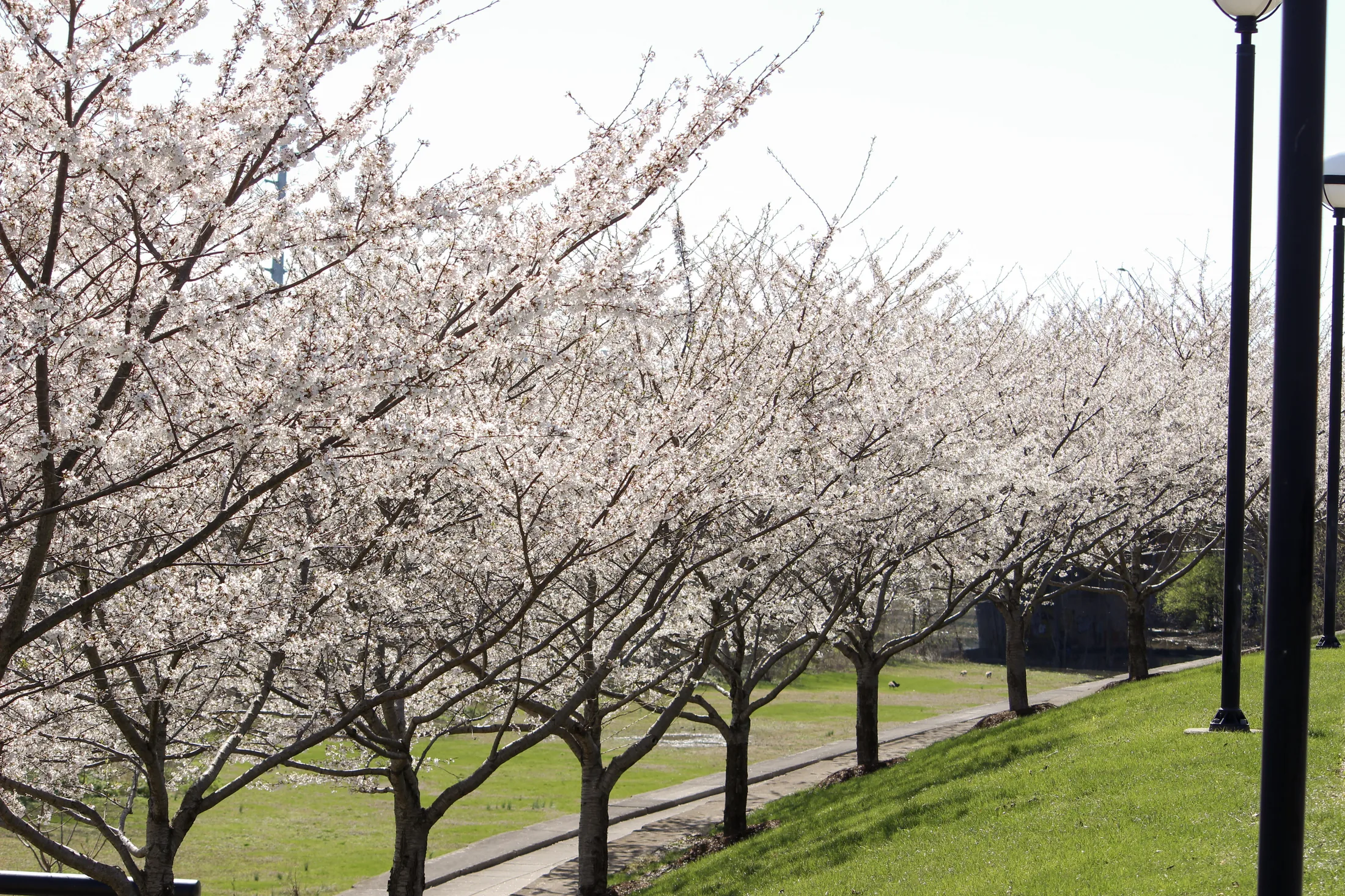 Cherry Blossoms