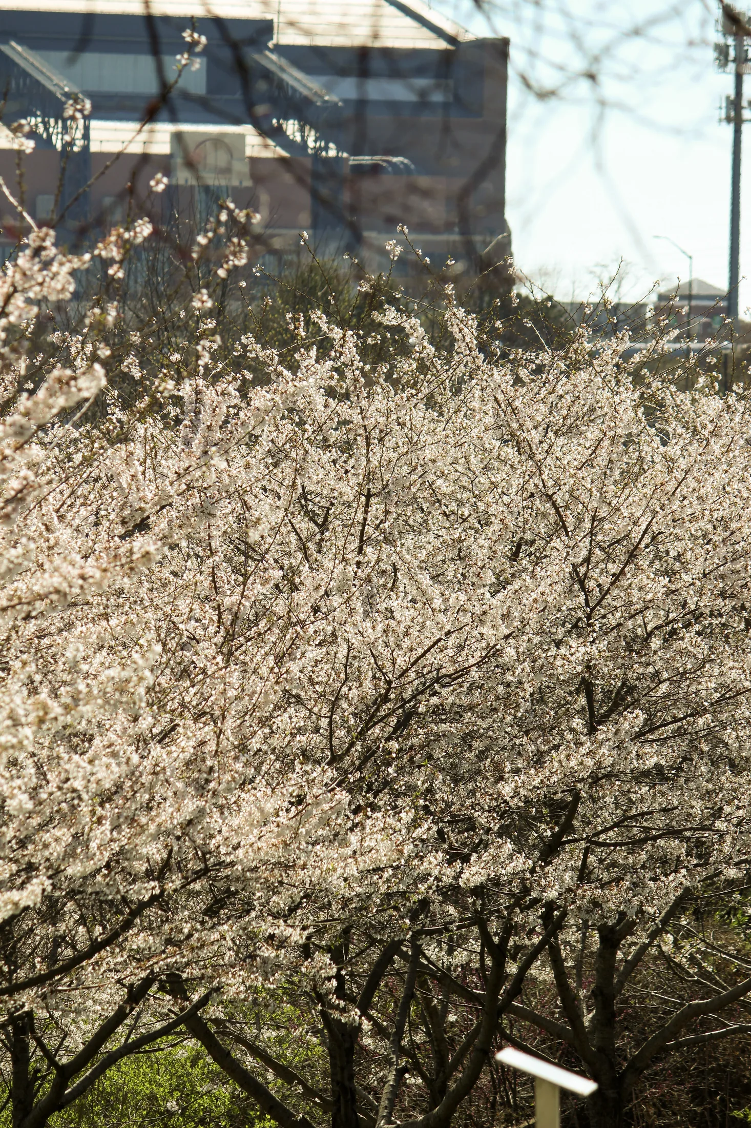 Cherry Blossoms
