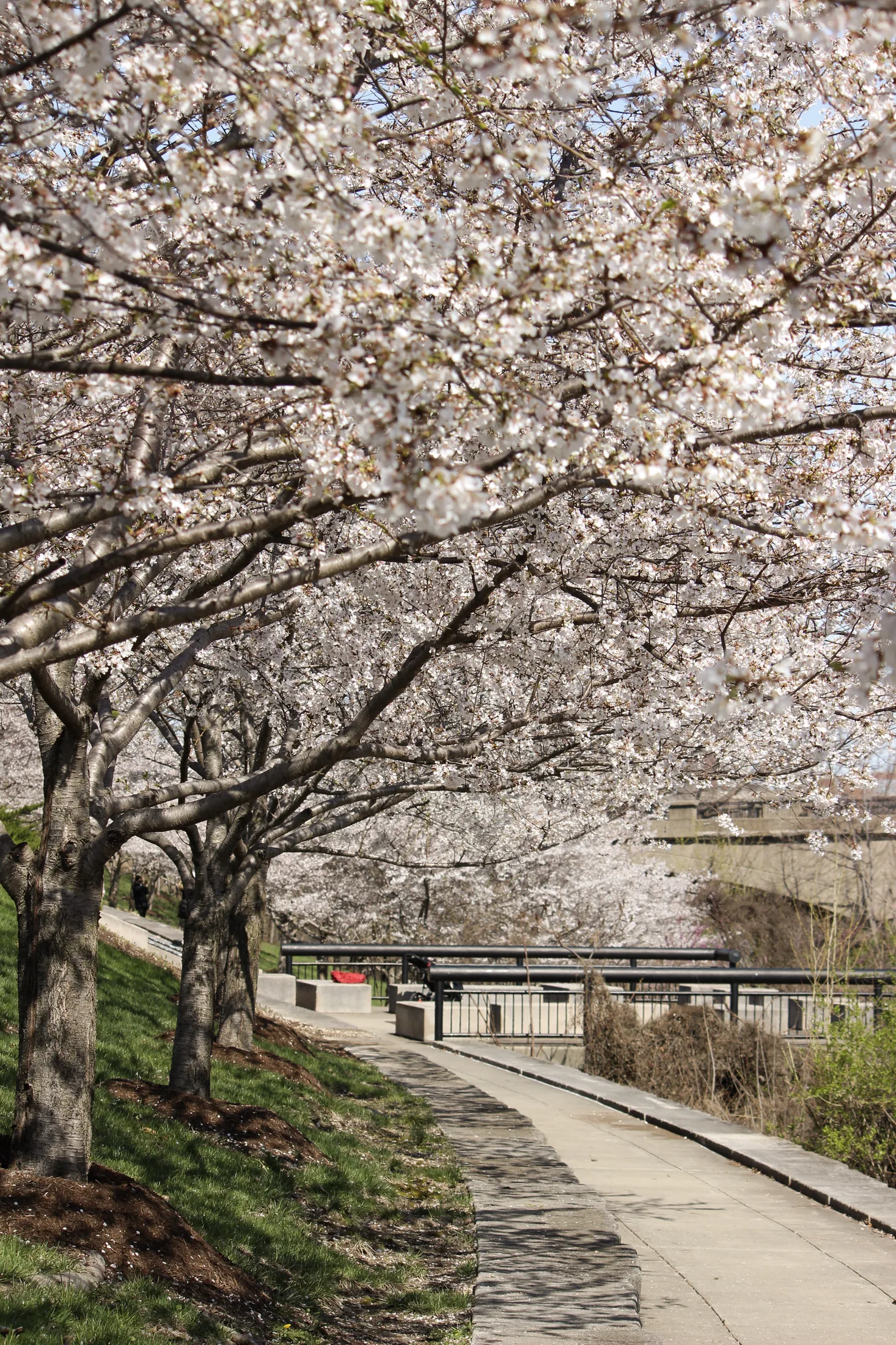 Cherry Blossoms