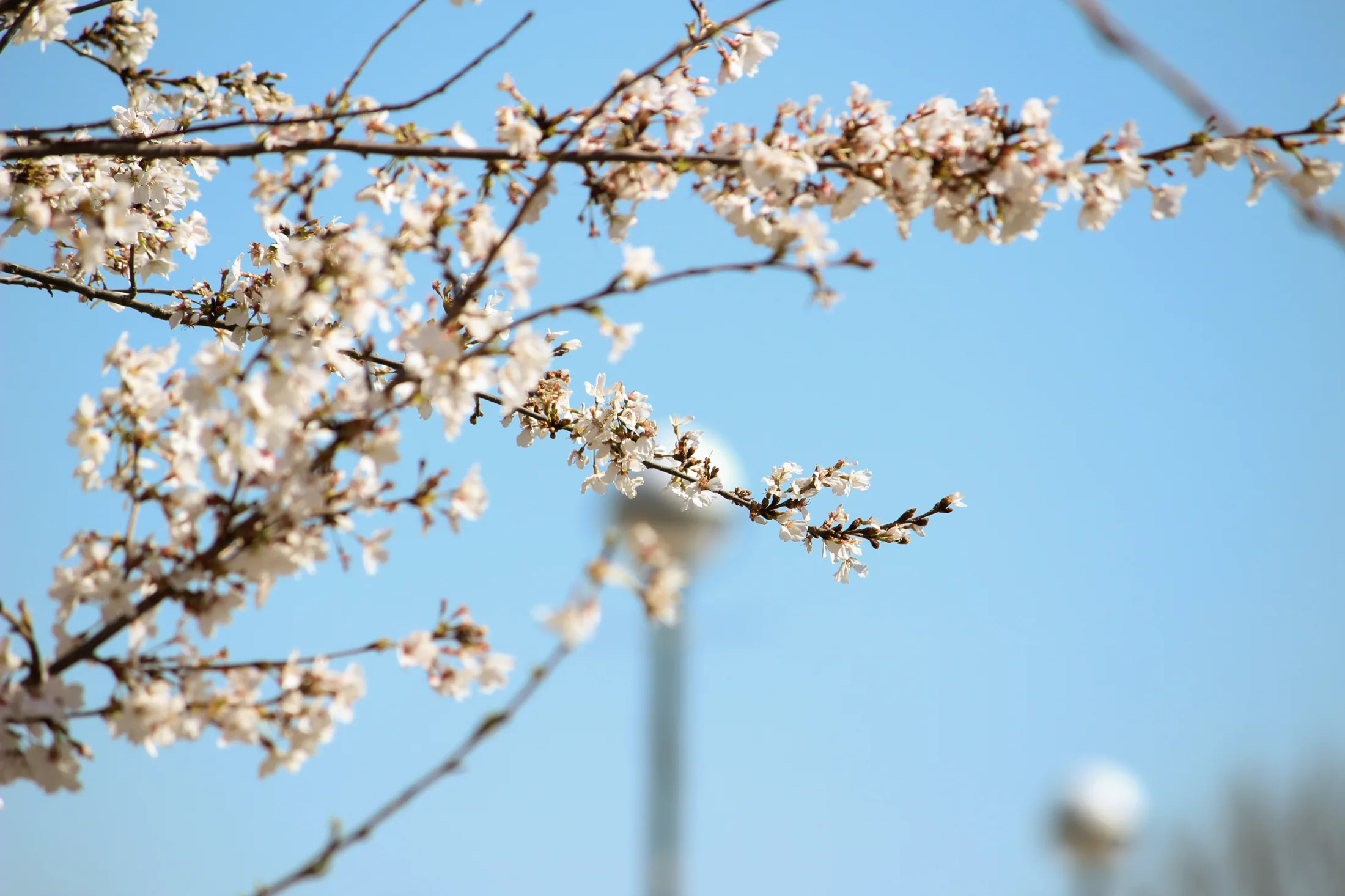Cherry Blossoms
