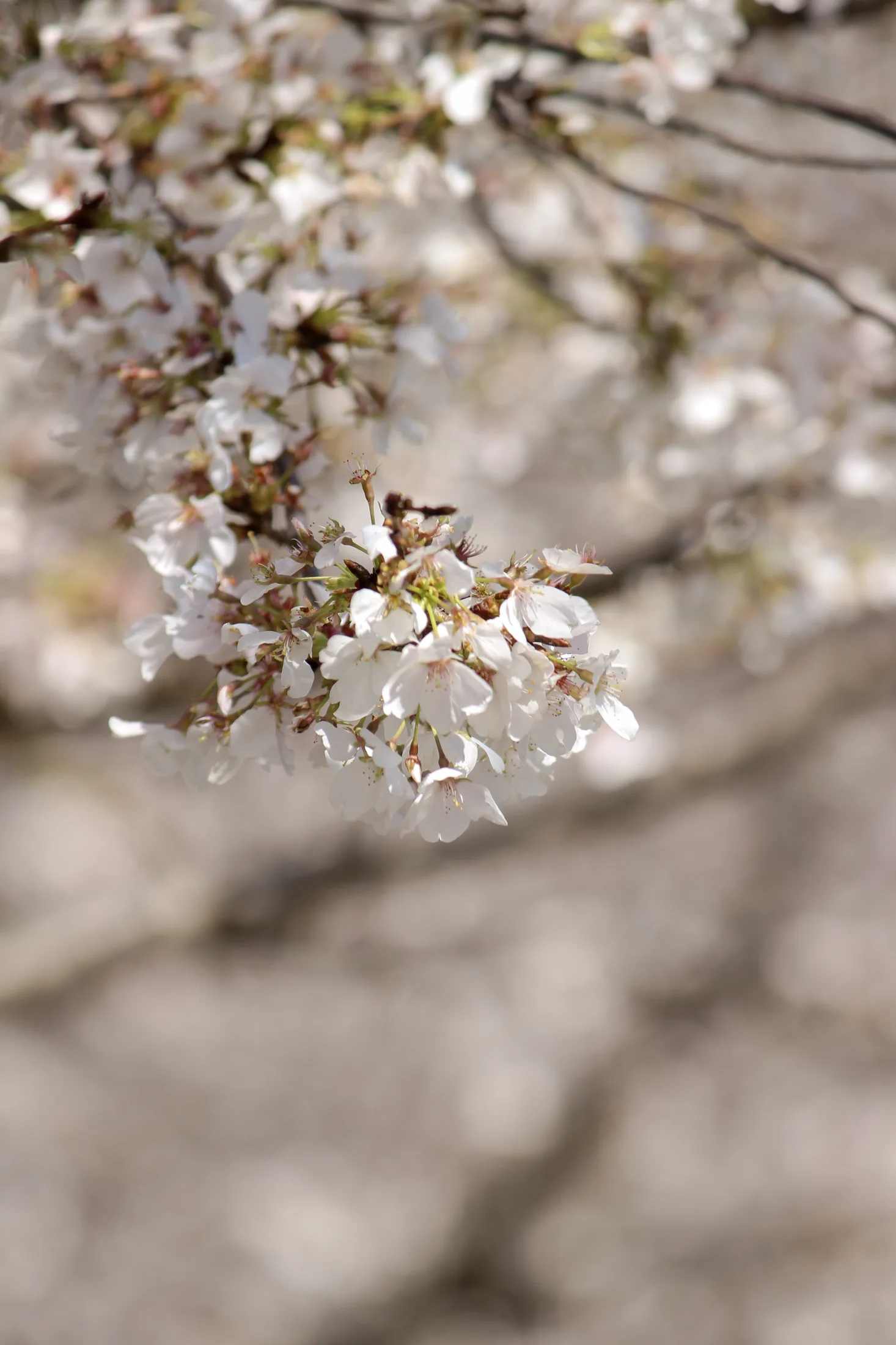 Cherry Blossoms