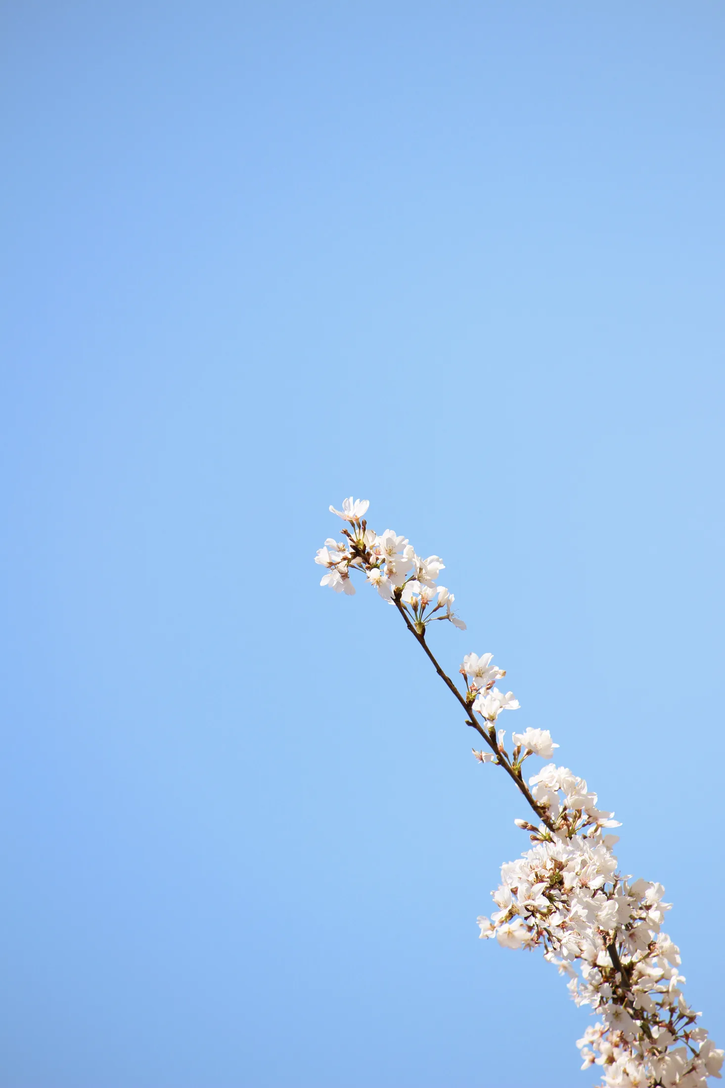 Cherry Blossoms