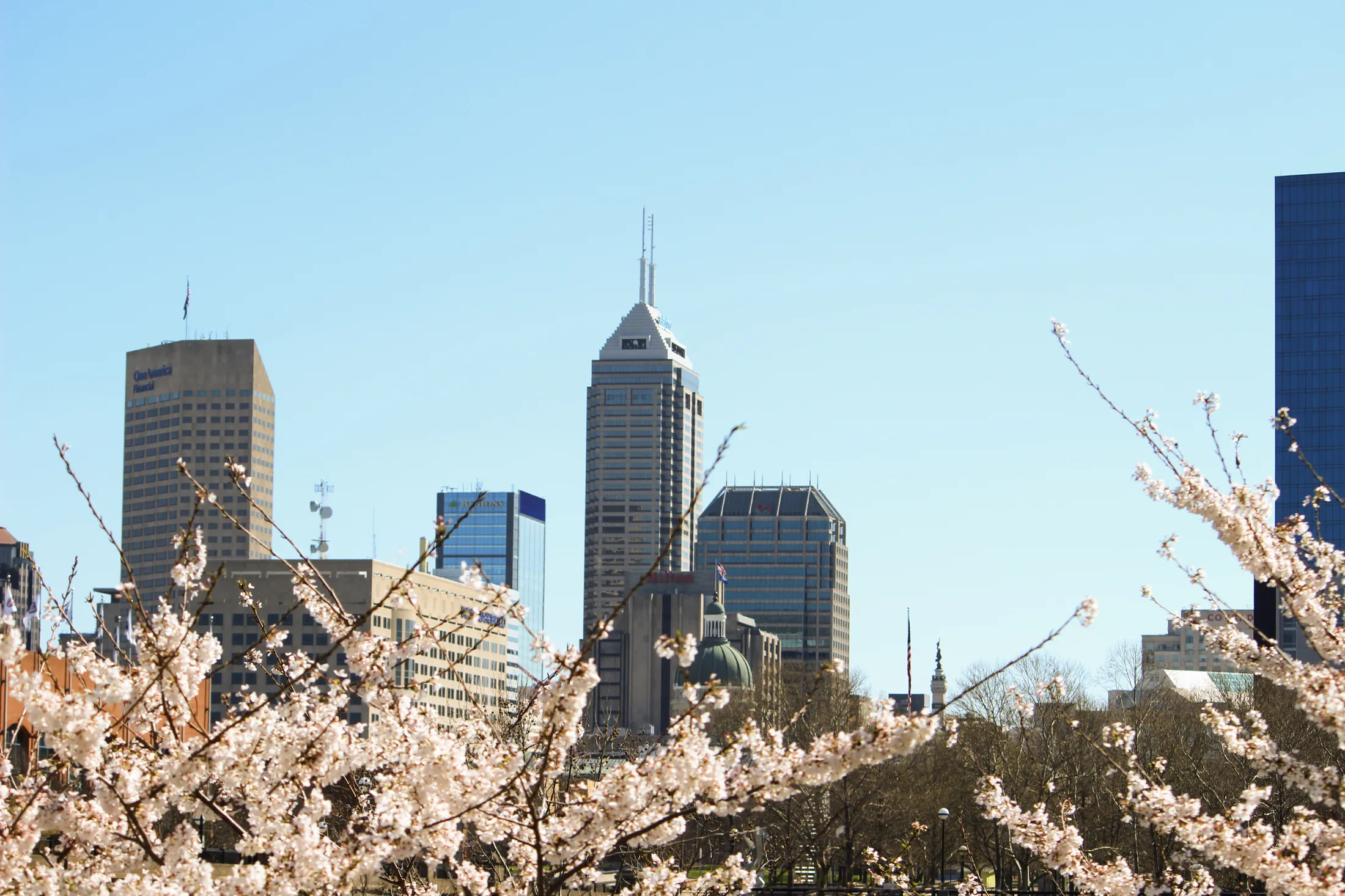 Cherry Blossoms