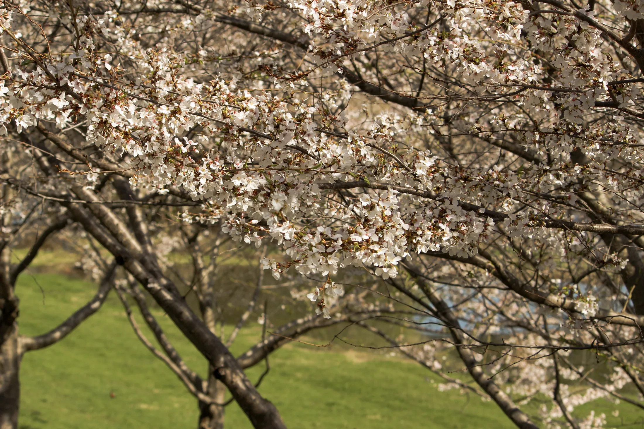 Cherry Blossoms
