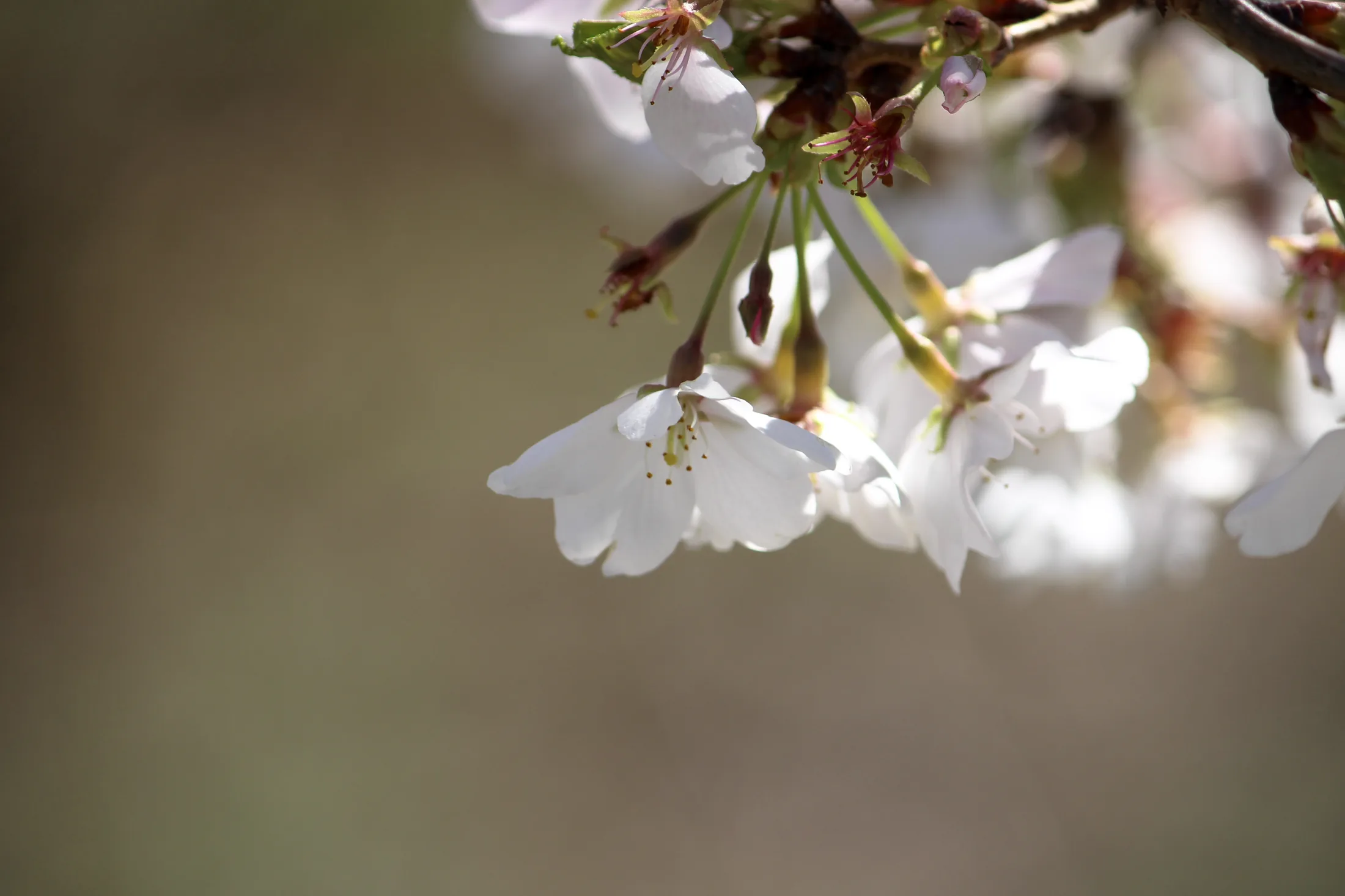 Cherry Blossoms