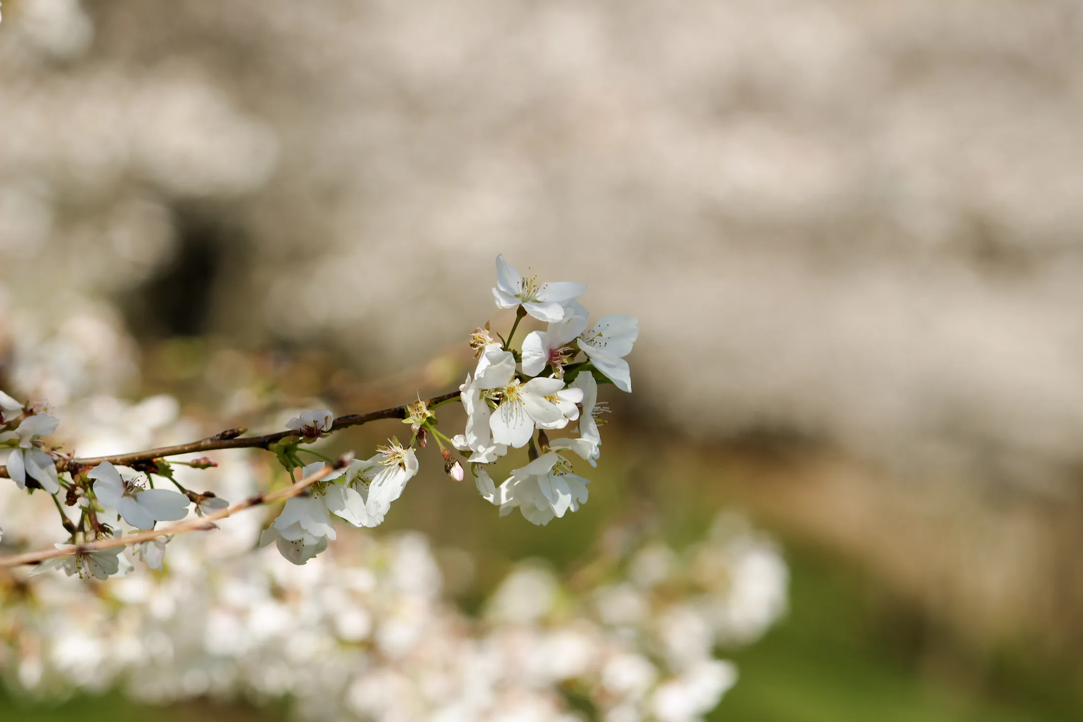 Cherry Blossoms