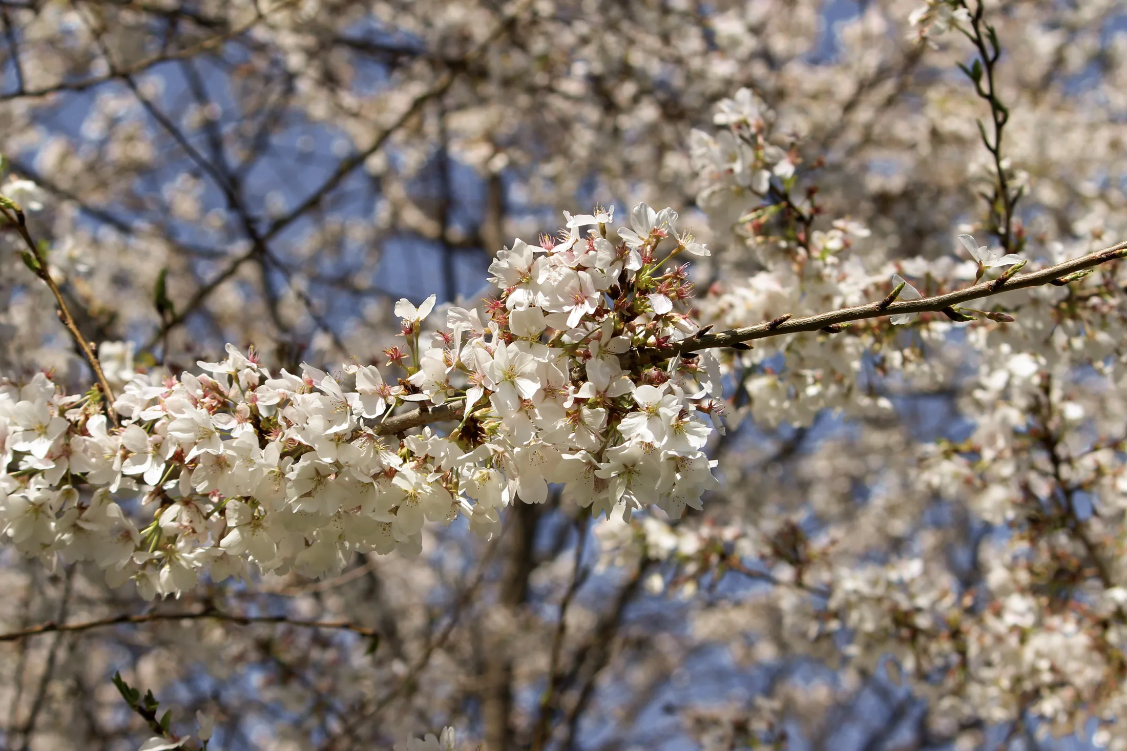 Cherry Blossoms