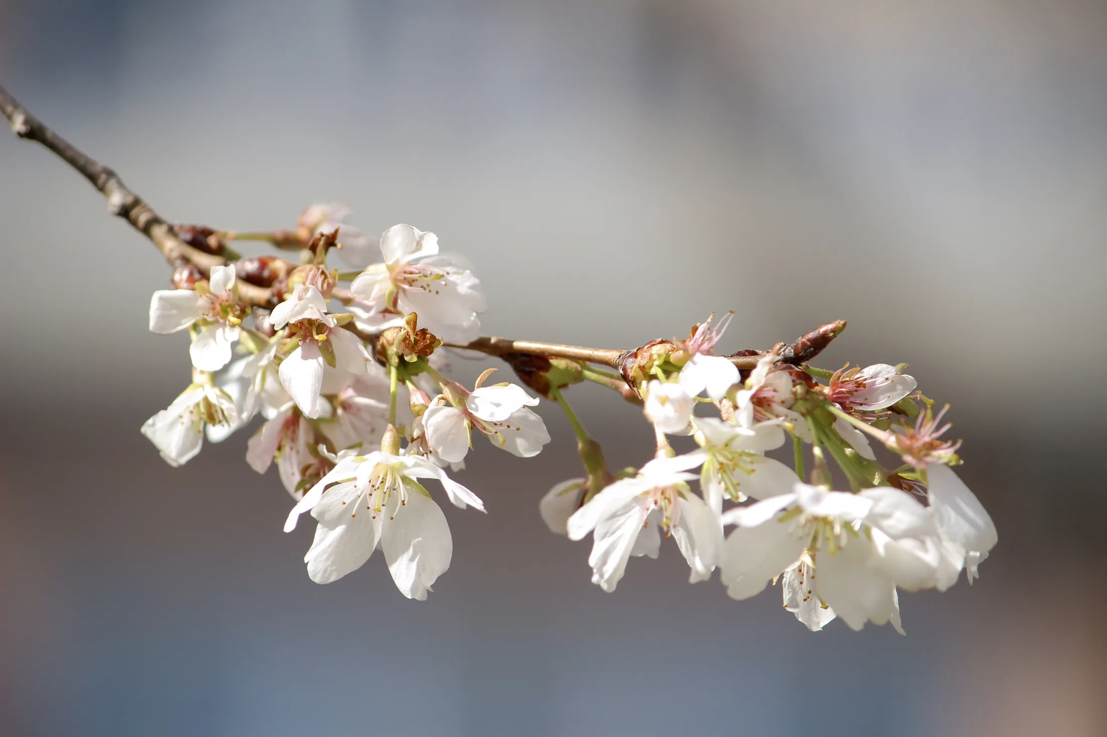 Cherry Blossoms